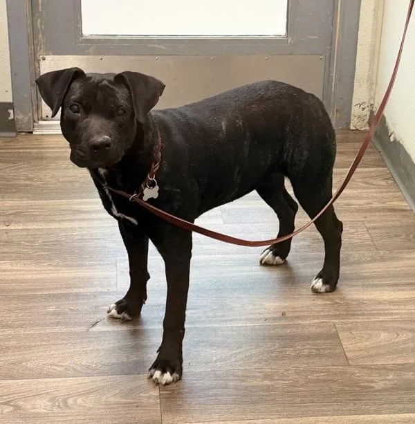 An adult large-sized female Pit Bull Terrier dog named Carbon for adoption in San Diego, CA