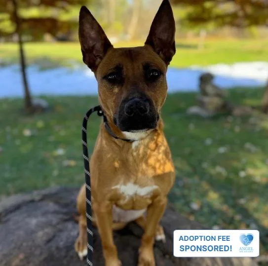 A young medium-sized female Belgian Shepherd / Malinois dog named Malibu for adoption in Naperville, IL