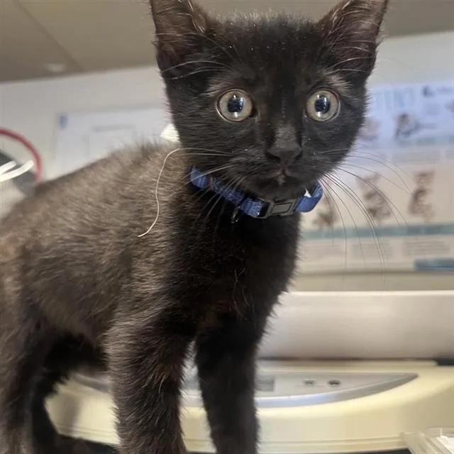 A baby small-sized female Domestic Short Hair cat named Blueberry for adoption in San Antonio, TX