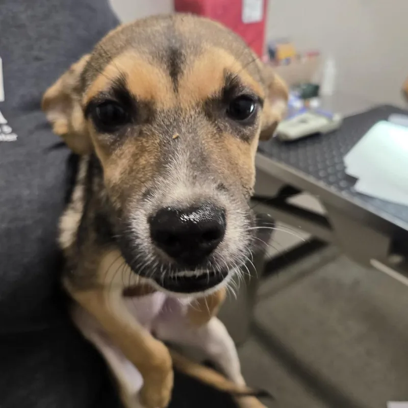 A baby medium-sized female Black Mixed Breed dog named Wednesday for adoption in Washington Township, OH
