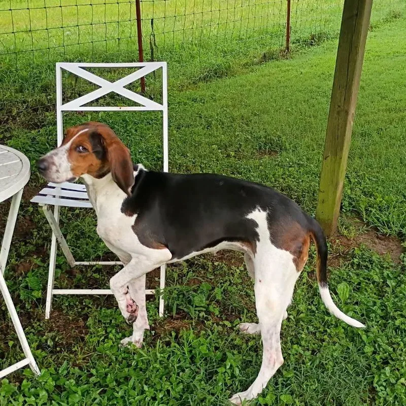 An adult large-sized female White / Cream Treeing Walker Coonhound dog named TNGCStray for adoption in Pulaski, TN