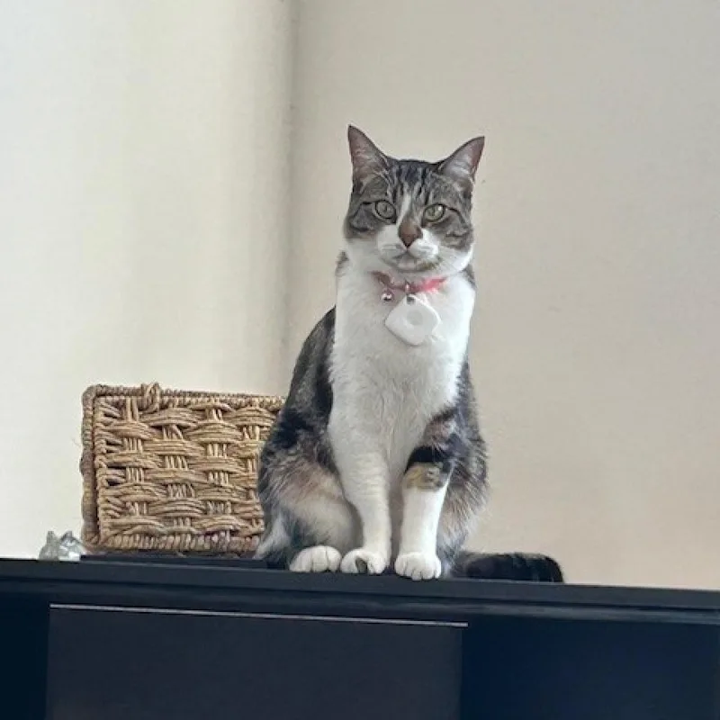 An adult medium-sized female Brown / Chocolate Domestic Short Hair cat named Anastasia for adoption in Brea, CA