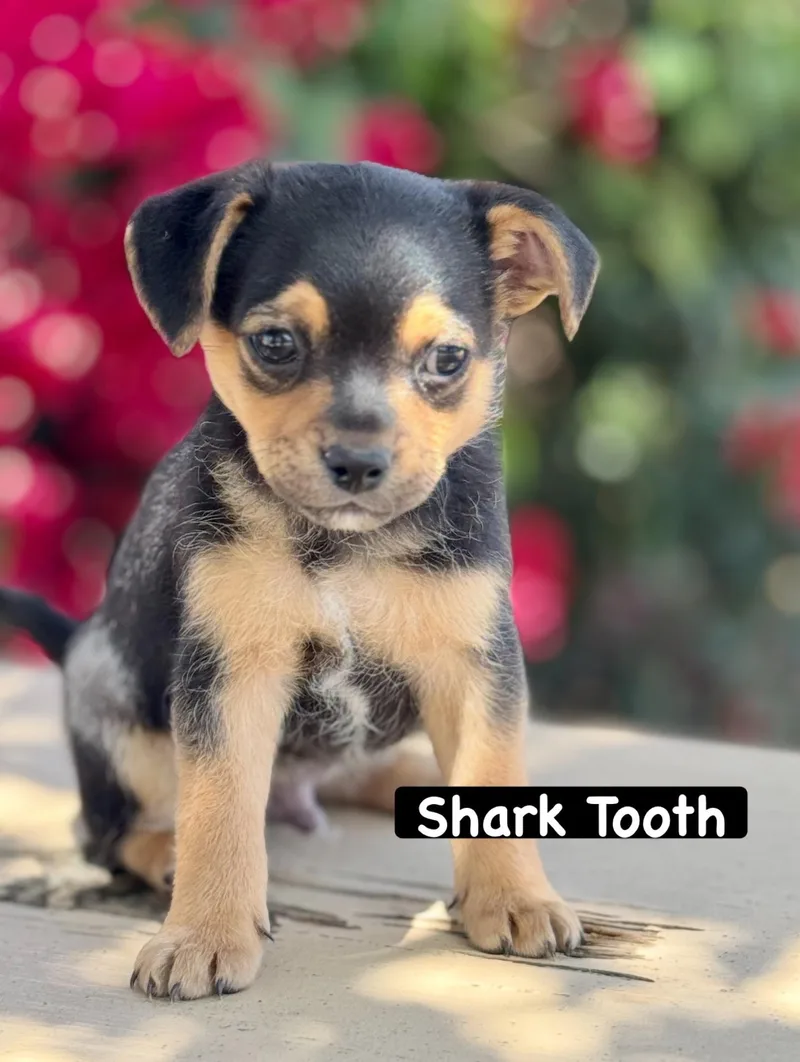 A baby small-sized male Black Chihuahua dog named Sharktooth Tiny BoY for adoption in Los Angeles, CA