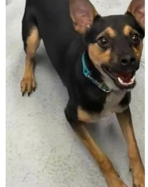 A baby small-sized male Chihuahua dog named Poncho for adoption in Carmel, NY
