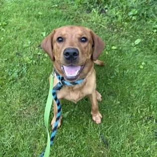 A baby large-sized male Red / Chestnut / Orange Labrador Retriever dog named Cody for adoption in Phoenixville, PA