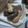 An adult small-sized female Calico Domestic Short Hair cat named Alien Special Needs for adoption in Union, MO
