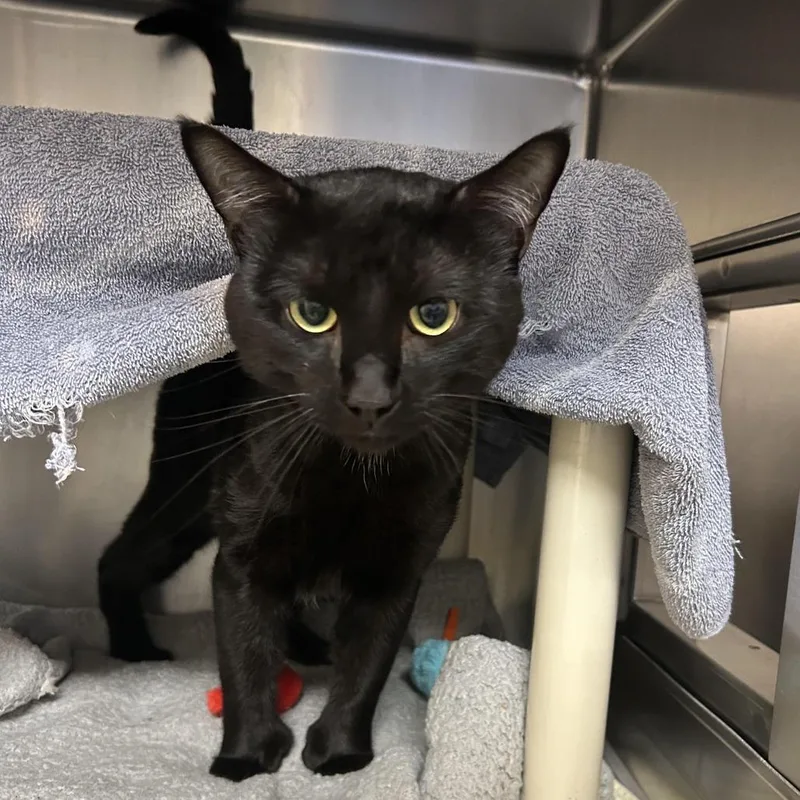 An adult small-sized male Black Domestic Short Hair cat named Tido for adoption in Springfield, MA