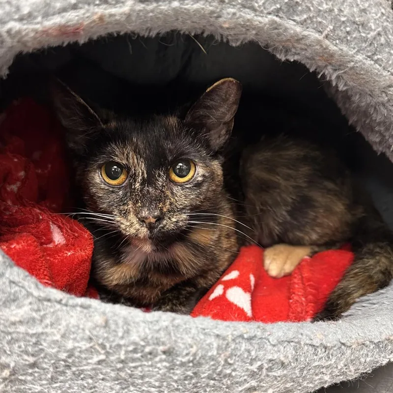 A baby medium-sized female Tortoiseshell Domestic Short Hair cat named Lady Geraldine for adoption in East Smithfield , PA