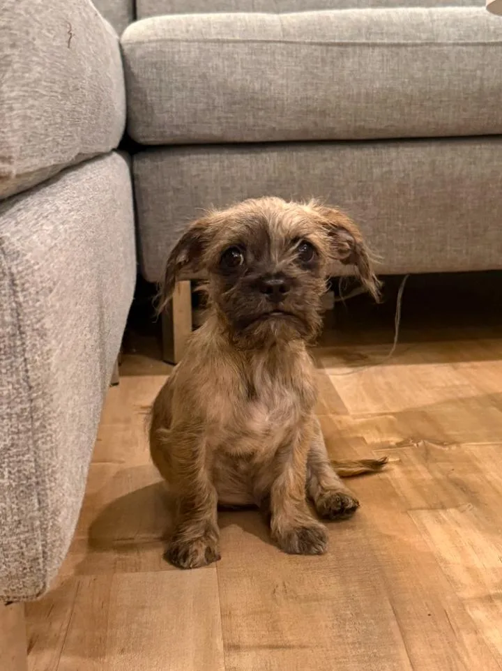 A baby small-sized male Bicolor Shih Tzu dog named Beignet for adoption in Los Angeles, CA