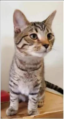 A young medium-sized male Domestic Short Hair cat named Davis for adoption in Greenfield, IN