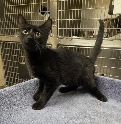 A baby small-sized male Domestic Short Hair cat named Eddie for adoption in Westland, MI