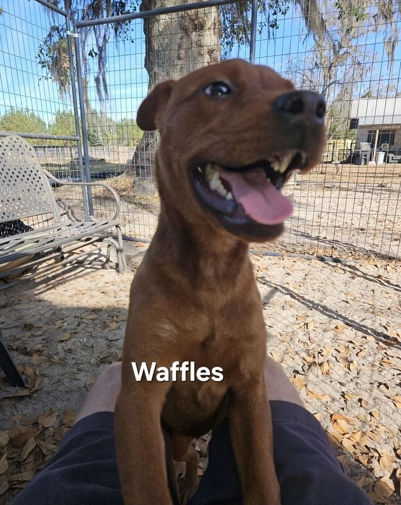 An adult small-sized female Red / Chestnut / Orange Feist dog named Waffles for adoption in Clinton, ME