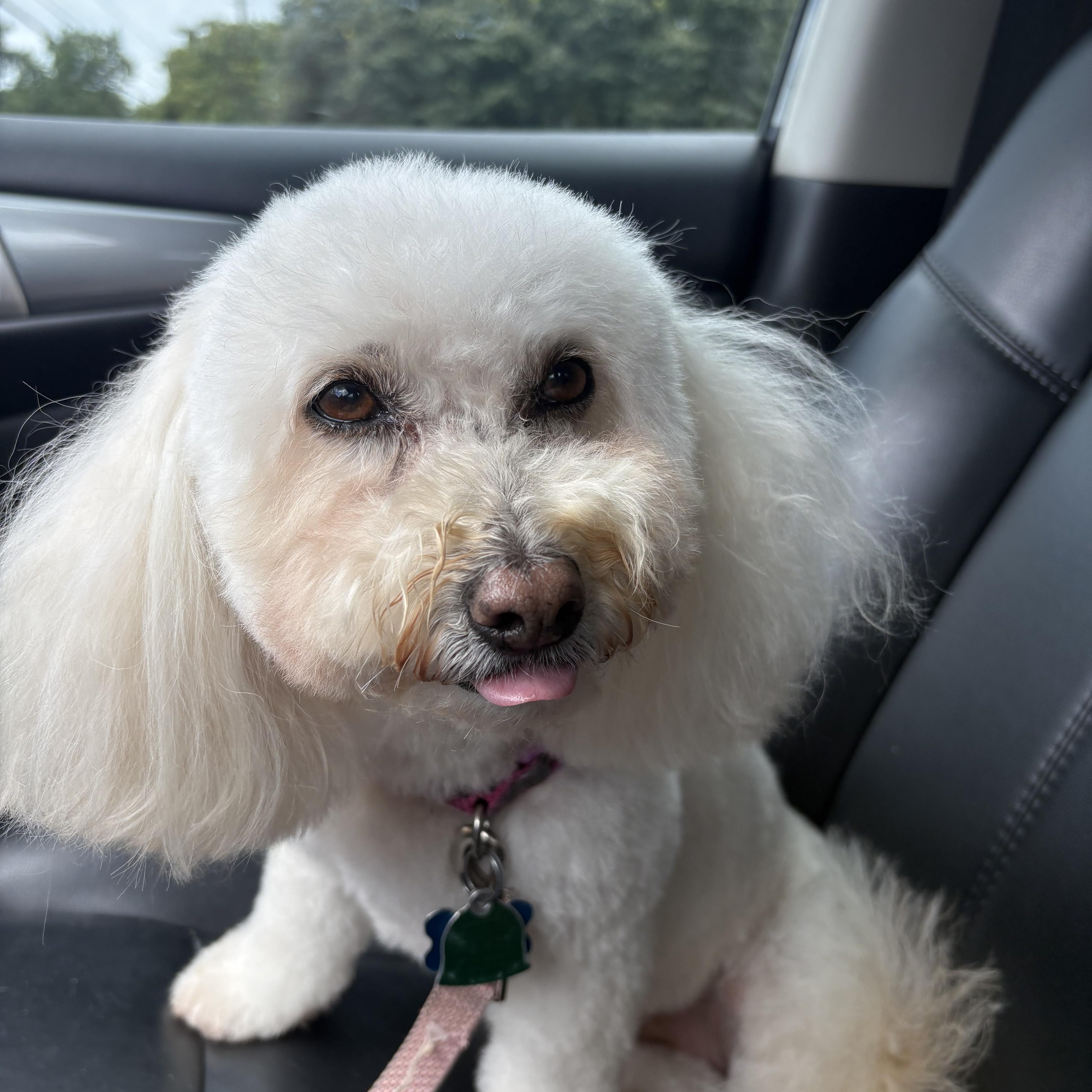 An adult small-sized female Bichon Frise dog named Shirley for adoption in Franklin, TN