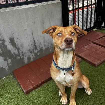 An adult medium-sized female Shepherd dog named Willa for adoption in Merriam, KS