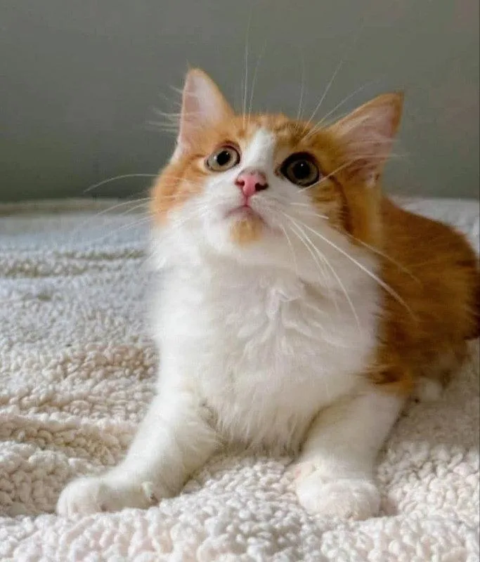 A young medium-sized male Orange & White Domestic Long Hair cat named Rj for adoption in Knoxville, TN