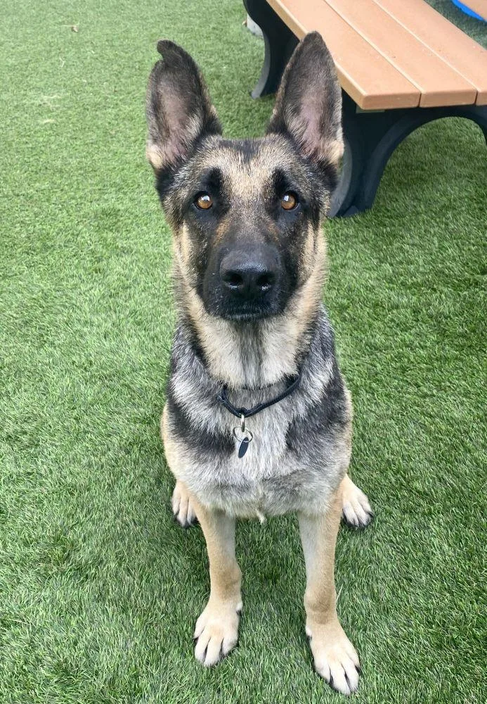 An adult large-sized male Brown / Chocolate Mixed Breed dog named Batman for adoption in Alexandria, VA
