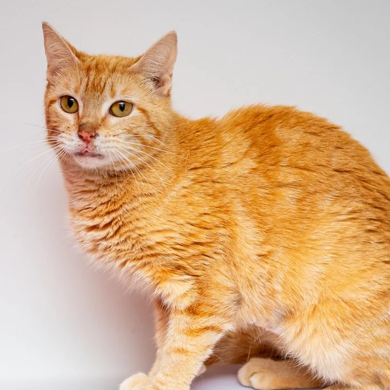 A young medium-sized female Orange / Red Domestic Short Hair cat named Clarinet for adoption in Hattiesburg, MS