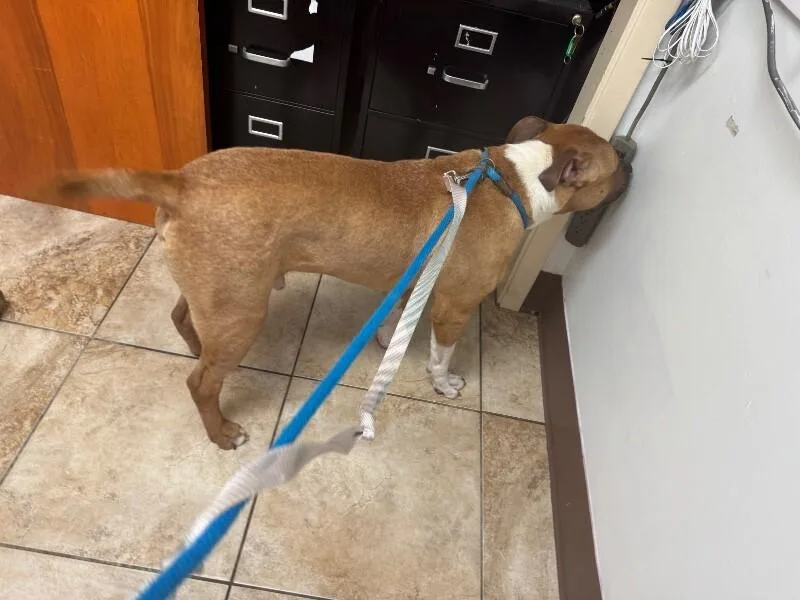 An adult large-sized male White / Cream Mixed Breed dog named Star Spangled for adoption in Cincinnati, OH