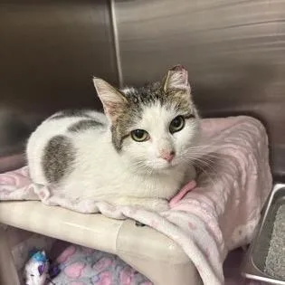 An adult medium-sized female White Domestic Short Hair cat named Paris for adoption in Oyster Bay, NY