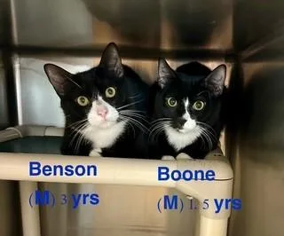 Boone thumbnail 3