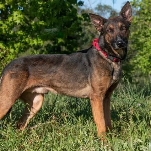 A young medium-sized male Belgian Shepherd / Malinois dog named Brother for adoption in San Andreas, CA