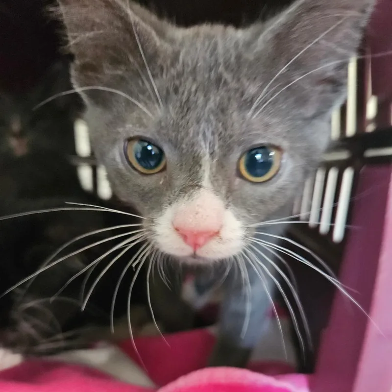 A baby small-sized male Black Domestic Short Hair cat named Mick Dagger for adoption in Hattiesburg, MS