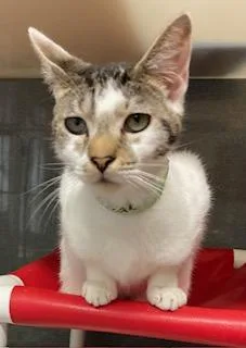 A young small-sized male Domestic Short Hair cat named Oscar for adoption in Cincinnati, OH