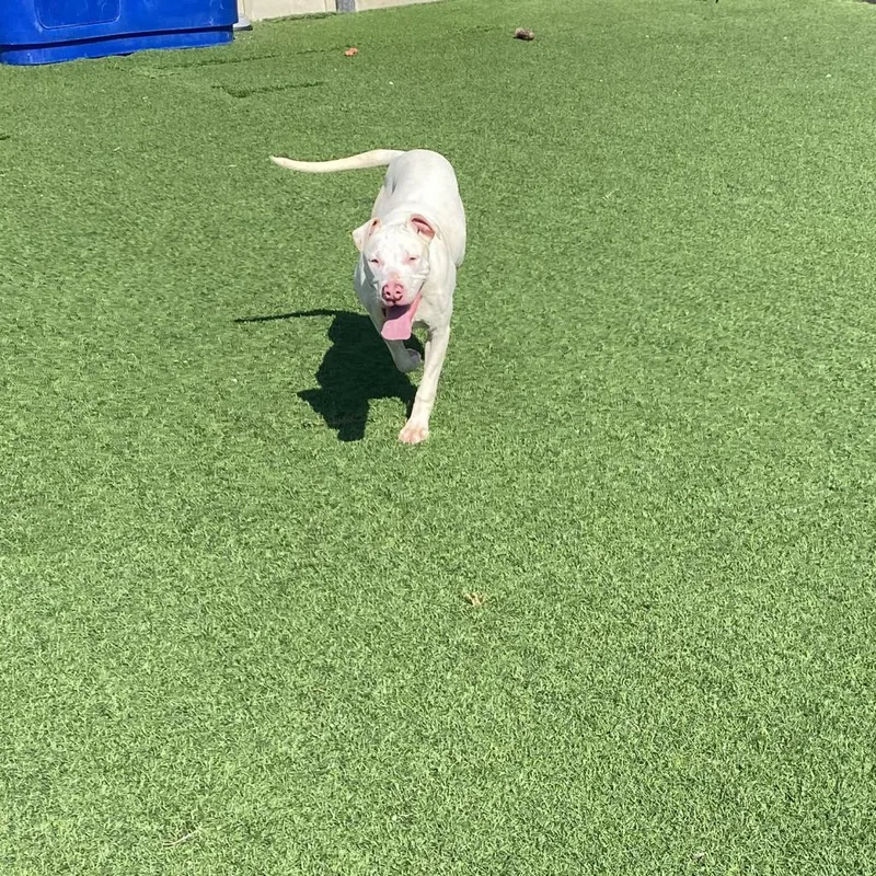 Mash AKA Bubbles