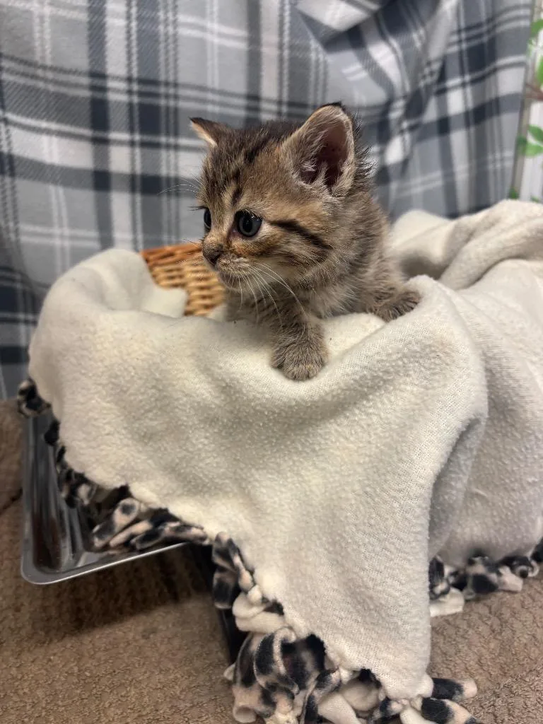 A baby small-sized male Domestic Short Hair cat named Bennie for adoption in Algona, IA