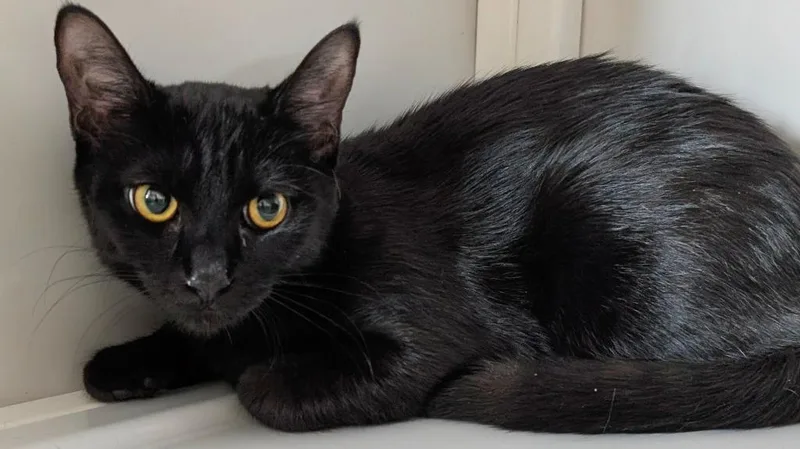 A baby medium-sized male Domestic Short Hair cat named Rocky Road for adoption in Peoria, AZ