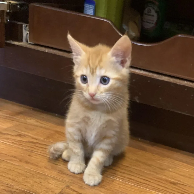 A baby small-sized male Orange / Red Domestic Short Hair cat named Bubba for adoption in Chattanooga, TN