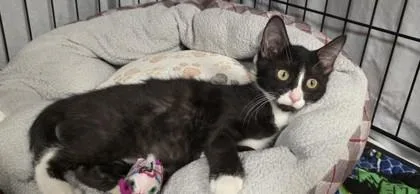 A young small-sized male Domestic Short Hair cat named Frankie for adoption in Phoenix, AZ