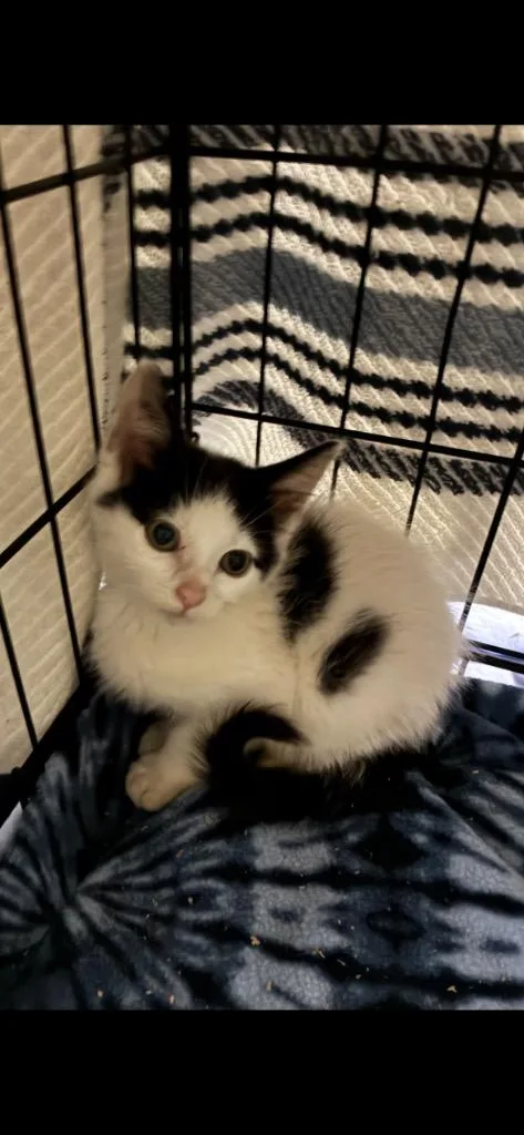 A baby small-sized male Domestic Short Hair cat named Ethan for adoption in Meriden, CT