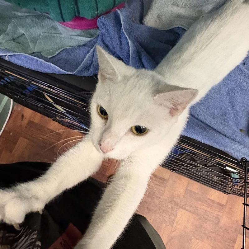 An adult medium-sized female White Domestic Short Hair cat named Princess for adoption in Jacksonville, FL