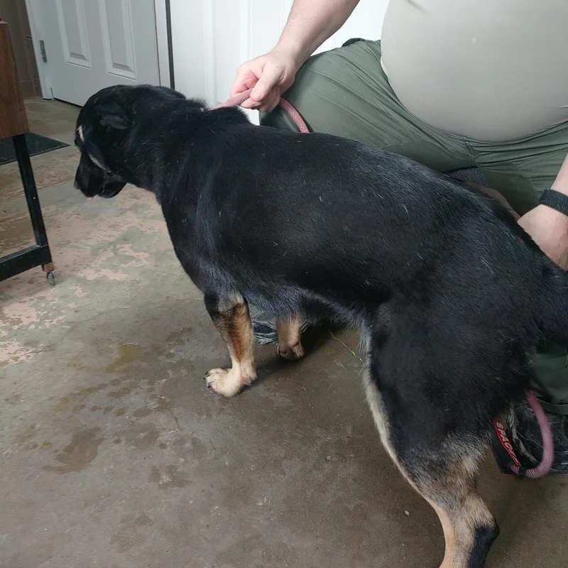 A young medium-sized female Black German Shepherd Dog dog named 26-030 for adoption in Carrollton, OH