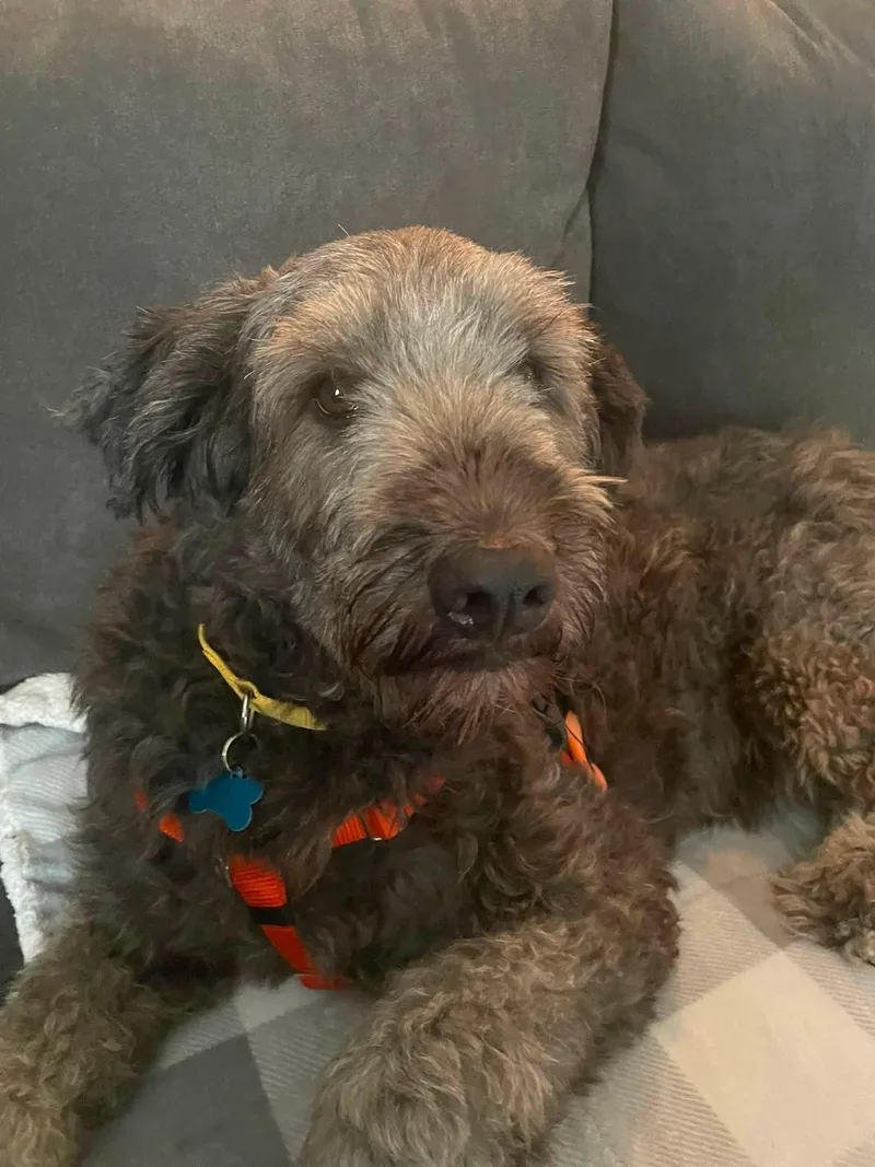 An adult large-sized female Brown / Chocolate Labradoodle dog named Lady for adoption in Plainfield, IL