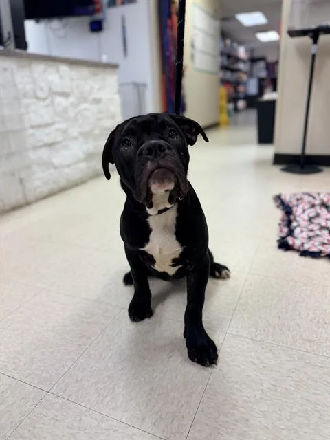 A young small-sized male Mastiff dog named Daniel for adoption in Sugar Land, TX
