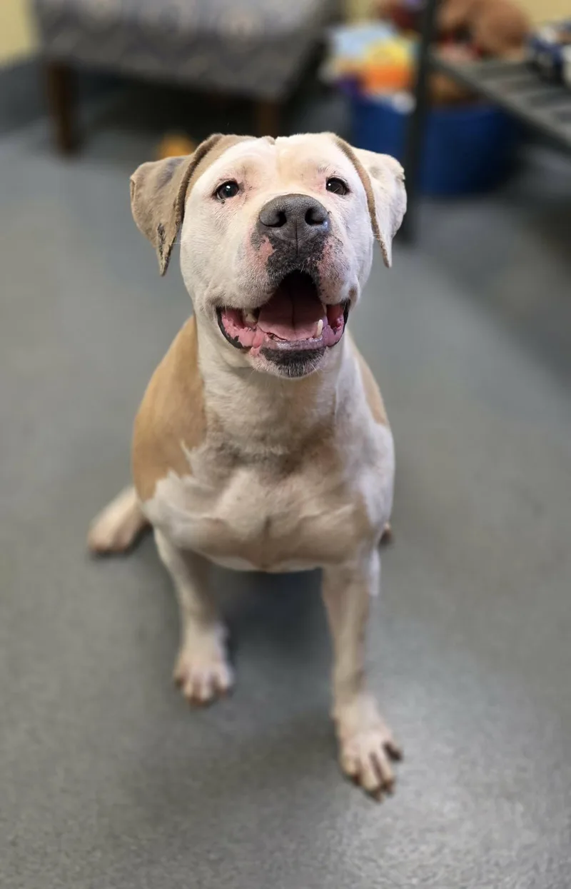 An adult large-sized female Apricot / Beige Pit Bull Terrier dog named Abby for adoption in Amherst, VA