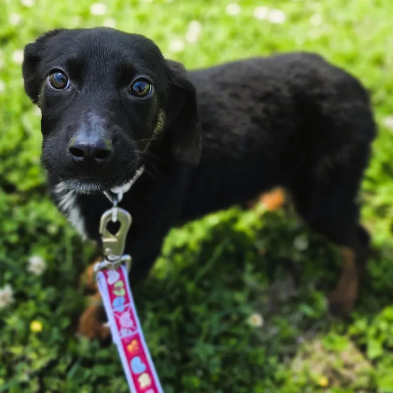 A baby medium-sized male Black German Shepherd Dog dog named Scuffle for adoption in Lowell, AR