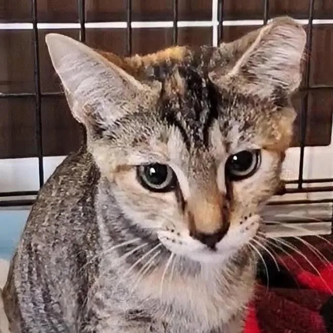 A young small-sized female Brown / Chocolate Domestic Short Hair cat named Bonnie for adoption in Titusville, FL