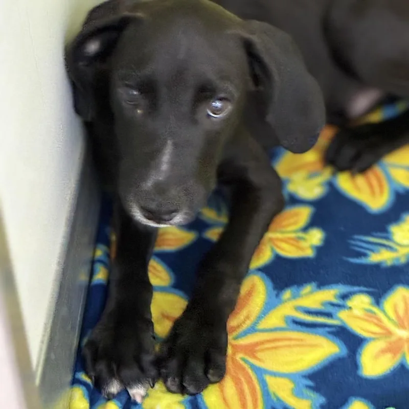 A baby medium-sized male Black Labrador Retriever dog named Jacob for adoption in South Elgin, IL