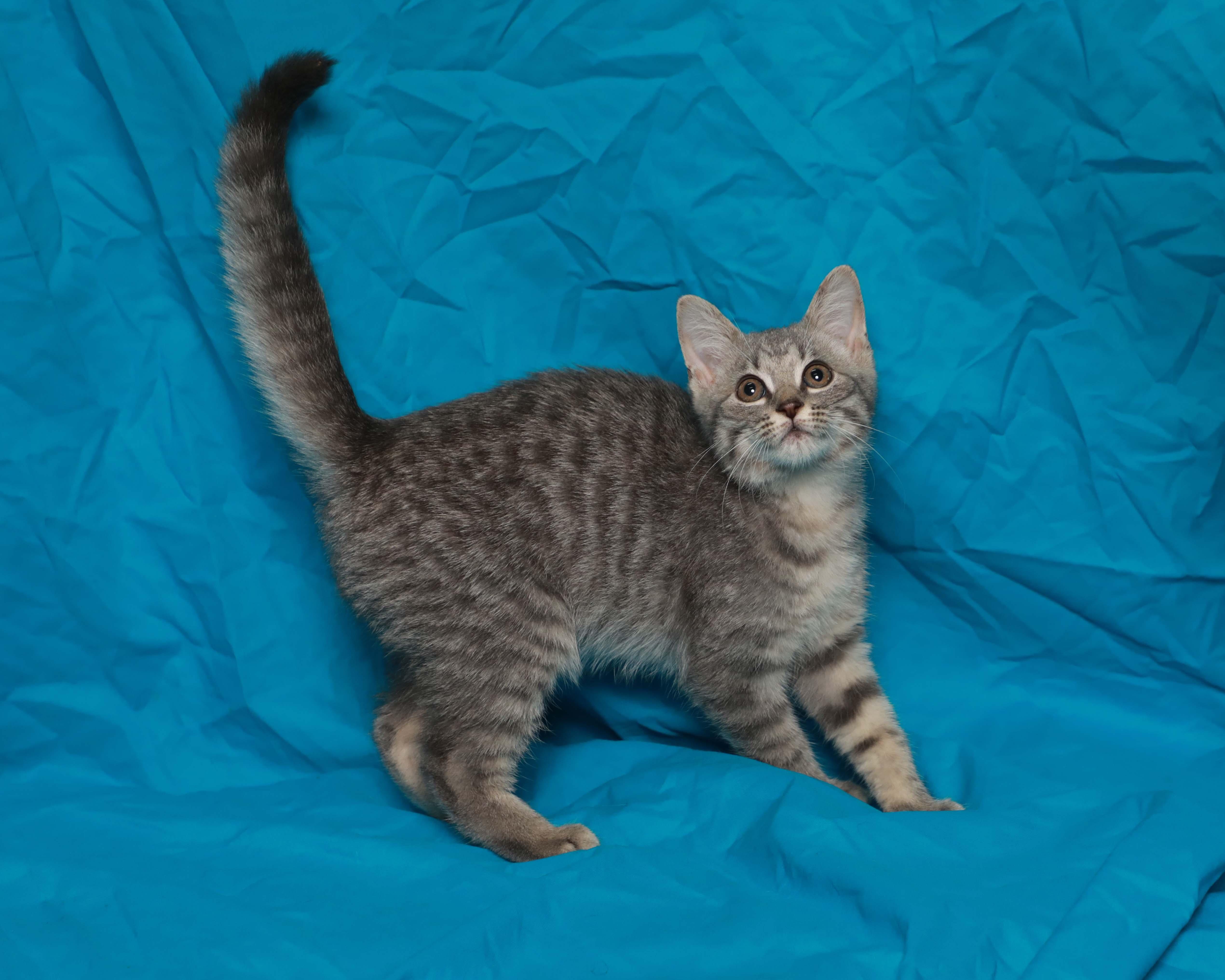 A baby medium-sized female Tabby (Gray / Blue / Silver) Domestic Short Hair cat named Ember for adoption in Rock Falls, IL