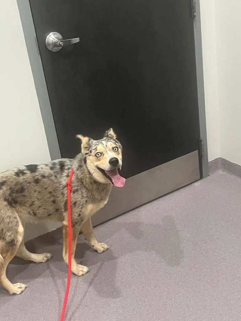 A young medium-sized female Husky dog named Lady for adoption in Benton, AR