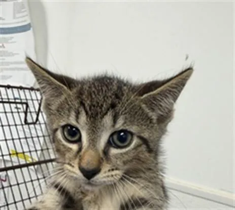 A baby small-sized female Domestic Short Hair cat named Karma for adoption in Fort Lauderdale, FL