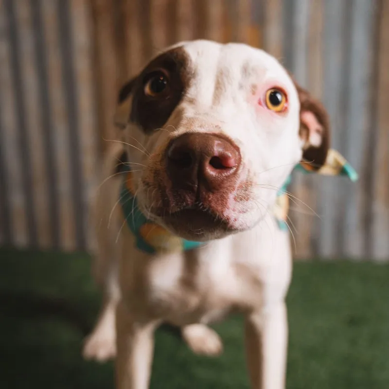 A young medium-sized female Brown / Chocolate Mixed Breed dog named Nellie for adoption in Cranston, RI