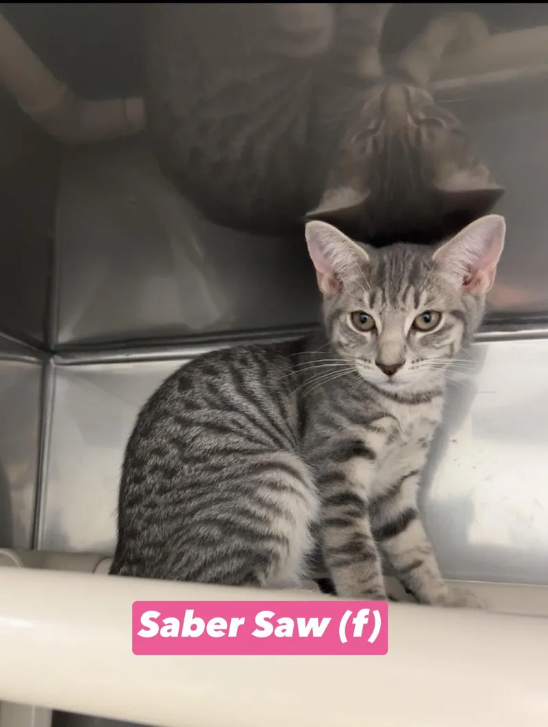 A baby medium-sized female Tabby (Gray / Blue / Silver) Domestic Short Hair cat named Saber Saw for adoption in Montville, NJ