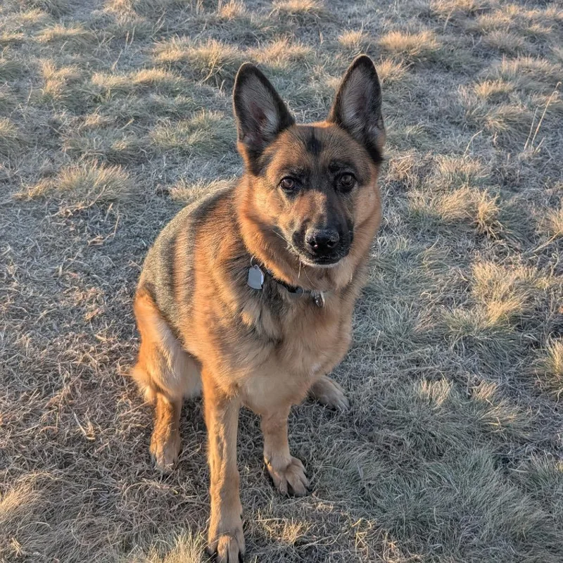 An adult large-sized female Brown / Chocolate German Shepherd Dog dog named Rae for adoption in Lakewood, CO