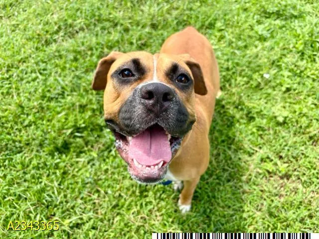 An adult medium-sized female Mixed Breed dog named Zoey for adoption in West Palm Beach, FL