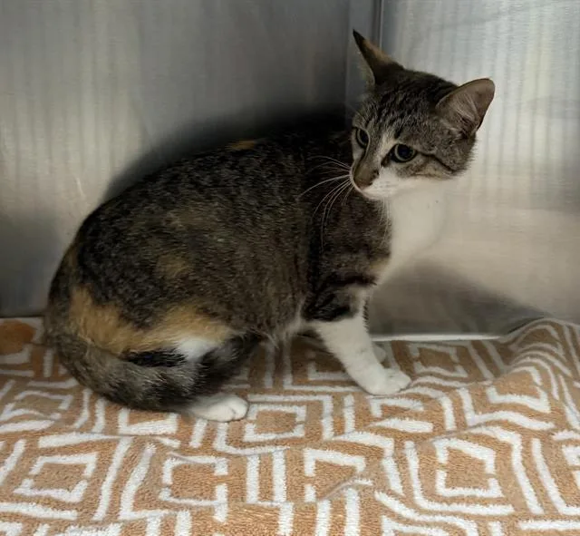 An adult medium-sized female Domestic Medium Hair cat named A for adoption in Pasadena, TX