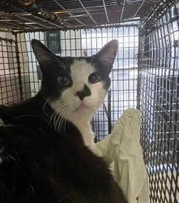 A young medium-sized male Domestic Short Hair cat named Oreo for adoption in Los Angeles, CA